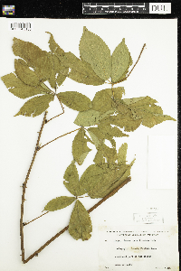 Rubus pensilvanicus image