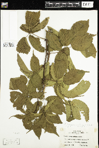 Rubus pensilvanicus image