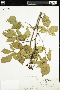 Rubus pensilvanicus image