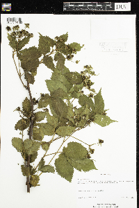 Rubus pensilvanicus image