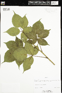 Rubus pensilvanicus image