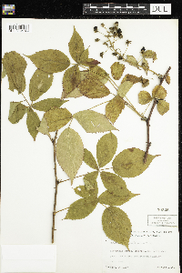 Rubus pensilvanicus image