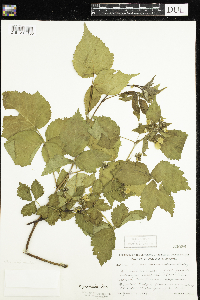 Rubus pensilvanicus image