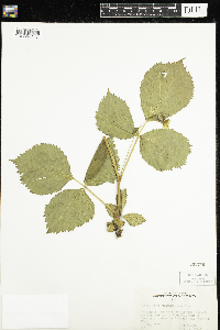 Rubus pensilvanicus image