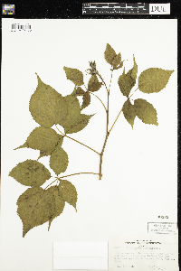 Rubus pensilvanicus image