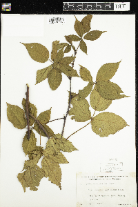 Rubus pensilvanicus image