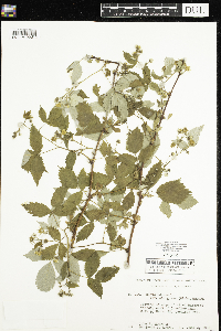 Rubus idaeus image