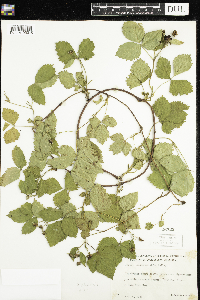Rubus flagellaris image