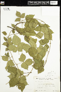 Rubus flagellaris image