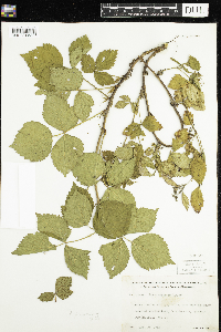 Rubus flagellaris image