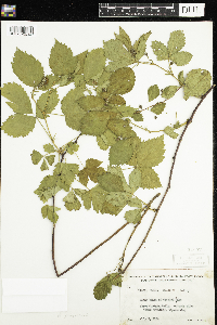 Rubus flagellaris image