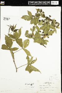 Rubus flagellaris image