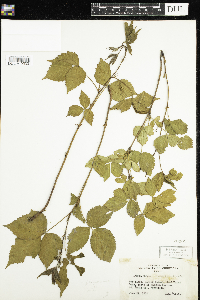 Rubus flagellaris image