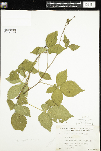 Rubus flagellaris image