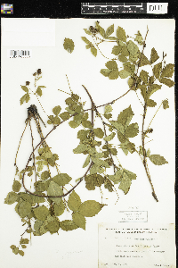 Rubus flagellaris image