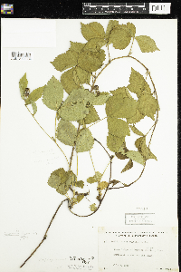 Rubus flagellaris image