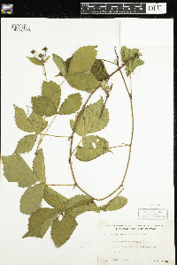 Rubus flagellaris image