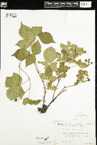 Rubus flagellaris image