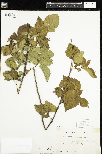 Rubus flagellaris image