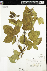 Rubus flagellaris image