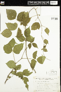 Rubus flagellaris image