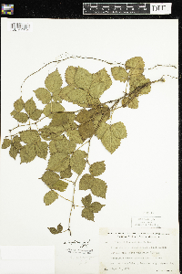 Rubus flagellaris image