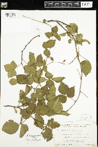 Rubus flagellaris image