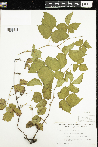 Rubus flagellaris image