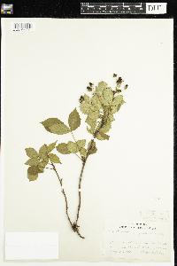 Rubus flagellaris image