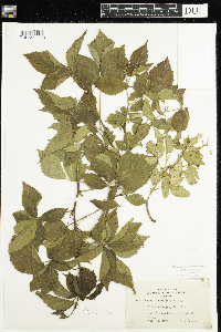Rubus flagellaris image
