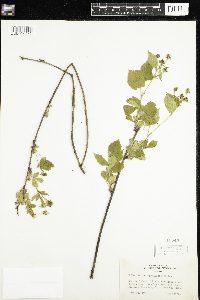 Rubus flagellaris image