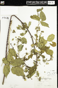 Rubus acridens image