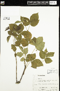 Rubus acridens image