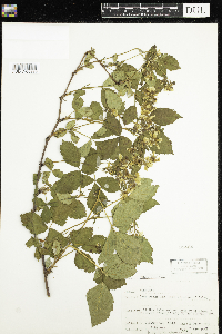 Rubus acridens image