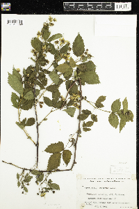 Rubus acridens image