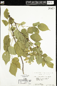 Rubus acridens image