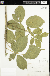 Rubus acridens image