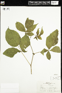 Rubus acridens image