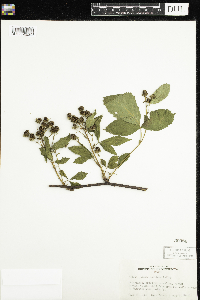 Rubus acridens image