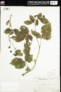 Rubus acridens image