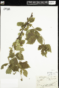 Rubus acridens image