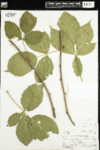 Rubus acridens image