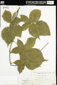 Rubus acridens image