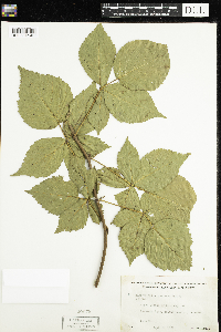 Rubus acridens image