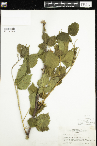 Rubus acridens image