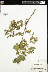 Rubus acridens image