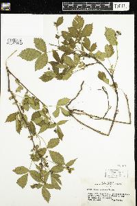 Rubus acridens image