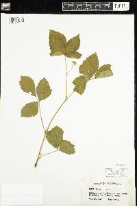 Rubus acridens image