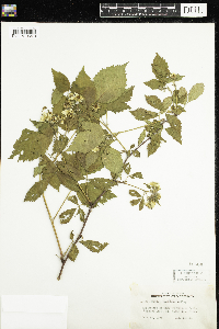 Rubus acridens image