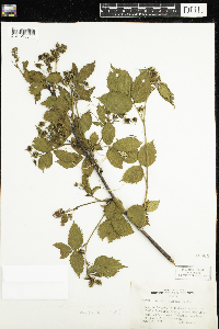 Rubus acridens image